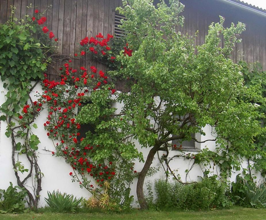 Villa Gölsenhof - Fam. Büchinger Wald  Exterior foto